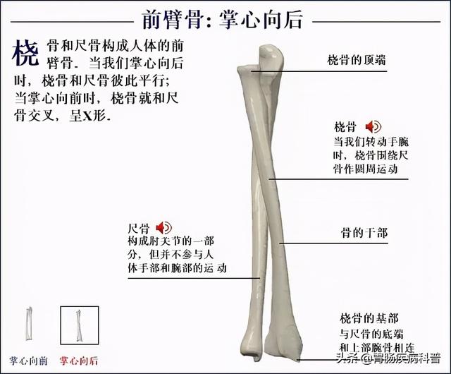 全身骨骼系统解剖图谱汇总