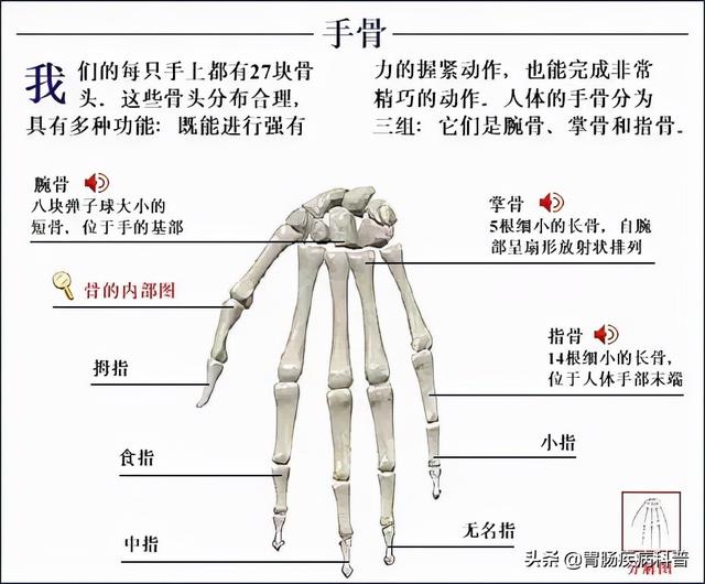 全身骨骼系统解剖图谱汇总