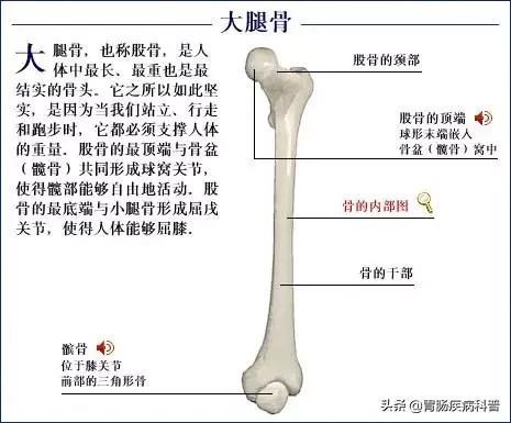 全身骨骼系统解剖图谱汇总
