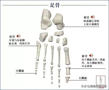 全身骨骼系统解剖图谱汇总