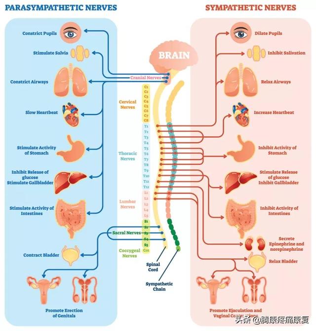 最全！脊神经系统汇总