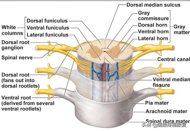 最全！脊神经系统汇总