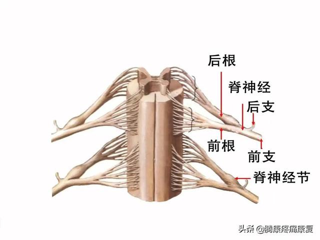 最全！脊神经系统汇总