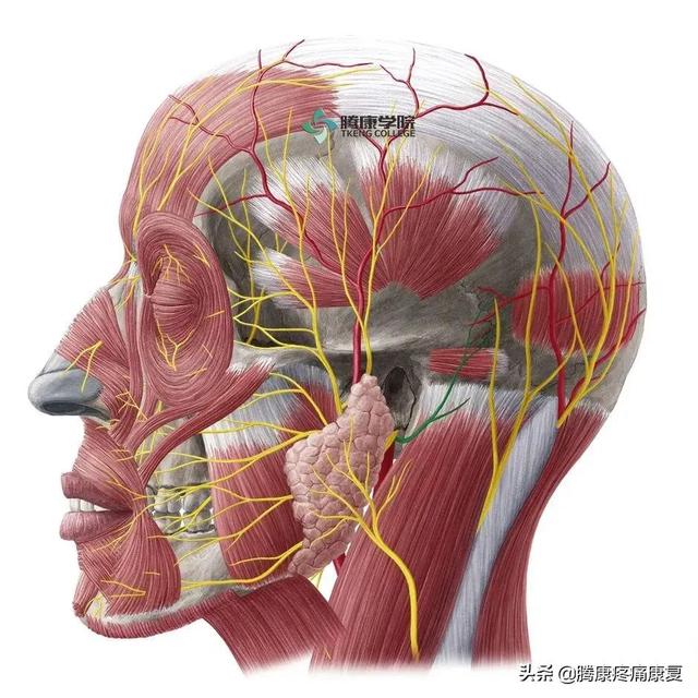 最全！脊神经系统汇总