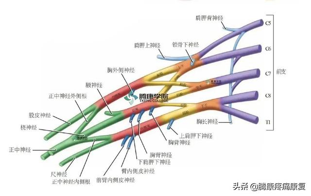 最全！脊神经系统汇总
