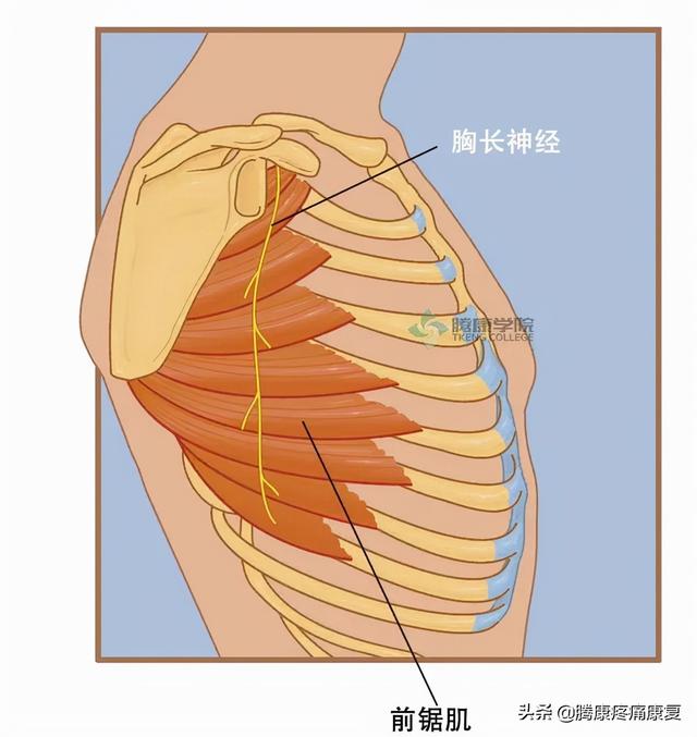 最全！脊神经系统汇总