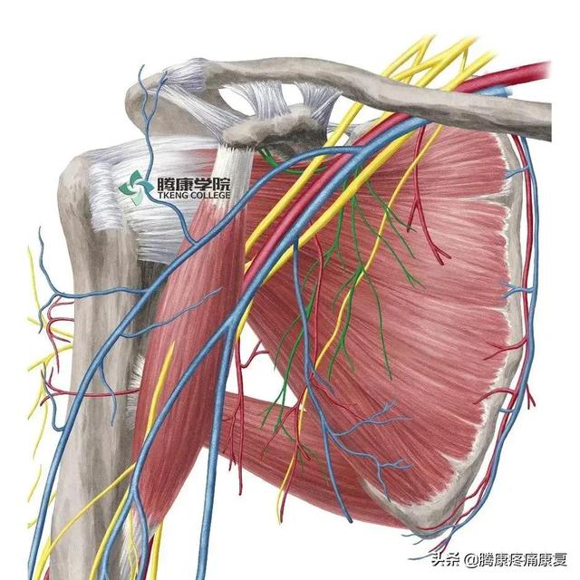 最全！脊神经系统汇总