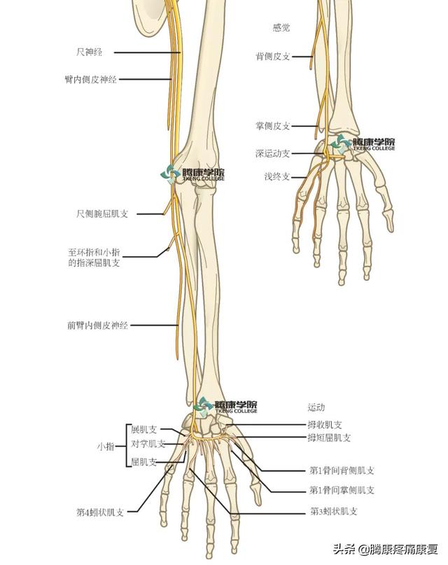 最全！脊神经系统汇总