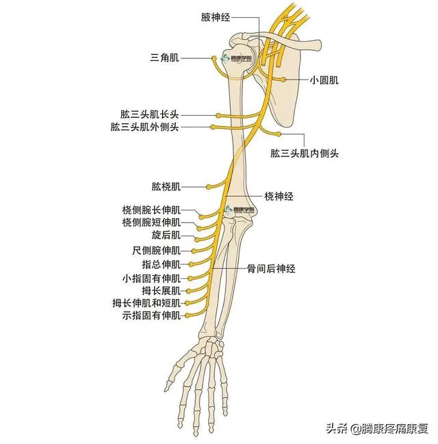 最全！脊神经系统汇总