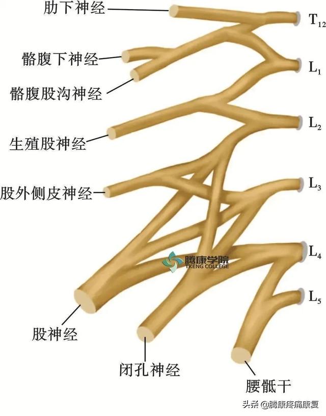 最全！脊神经系统汇总