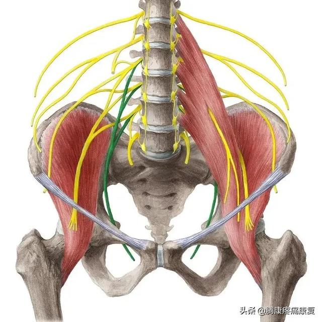 最全！脊神经系统汇总