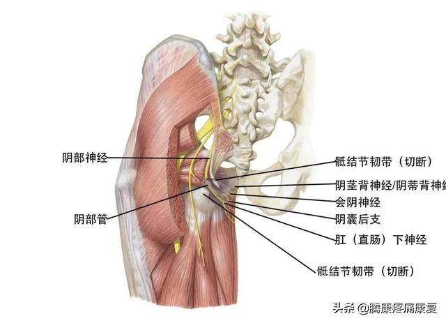 最全！脊神经系统汇总