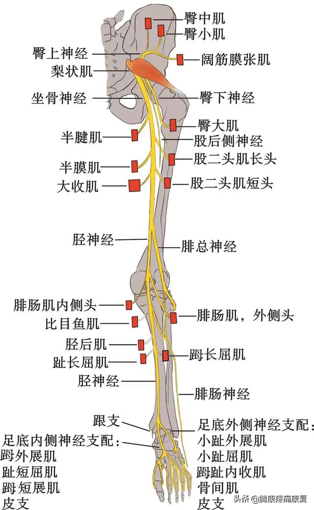 最全！脊神经系统汇总