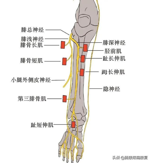 最全！脊神经系统汇总