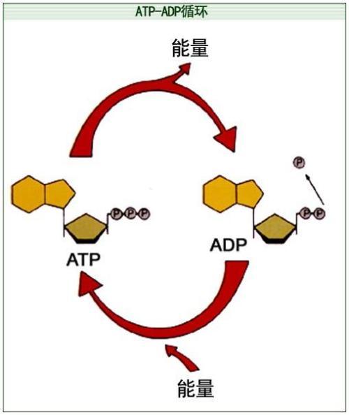 人体的三大能量系统，了解它们才能更好地帮助你训练