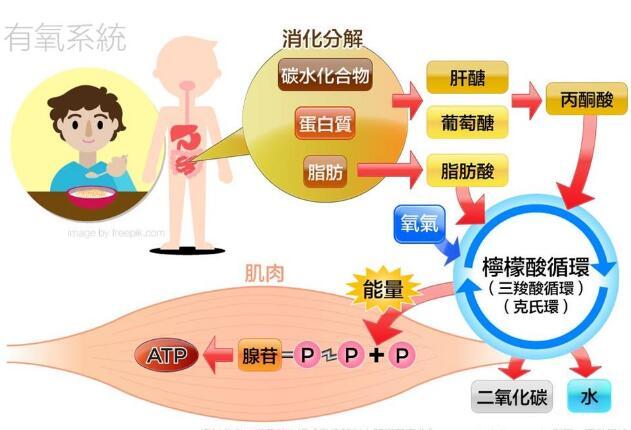 人体的三大能量系统，了解它们才能更好地帮助你训练