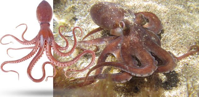 乌贼、墨鱼、鱿鱼、章鱼都有什么不同