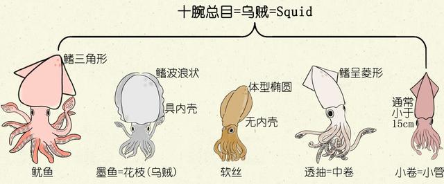 乌贼、墨鱼、鱿鱼、章鱼都有什么不同
