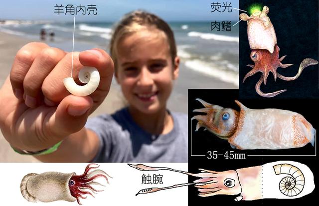 乌贼、墨鱼、鱿鱼、章鱼都有什么不同