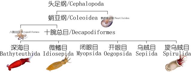 乌贼、墨鱼、鱿鱼、章鱼都有什么不同