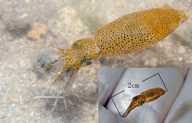 乌贼、墨鱼、鱿鱼、章鱼都有什么不同