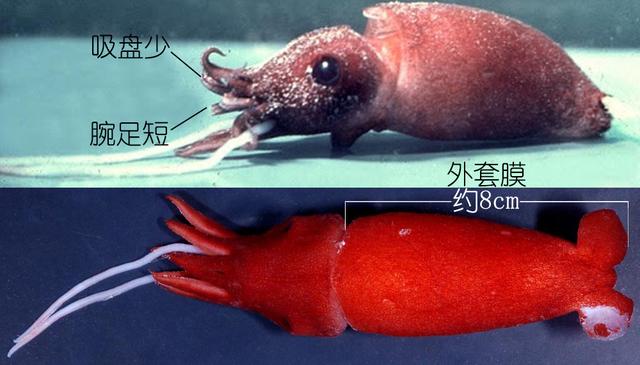 乌贼、墨鱼、鱿鱼、章鱼都有什么不同