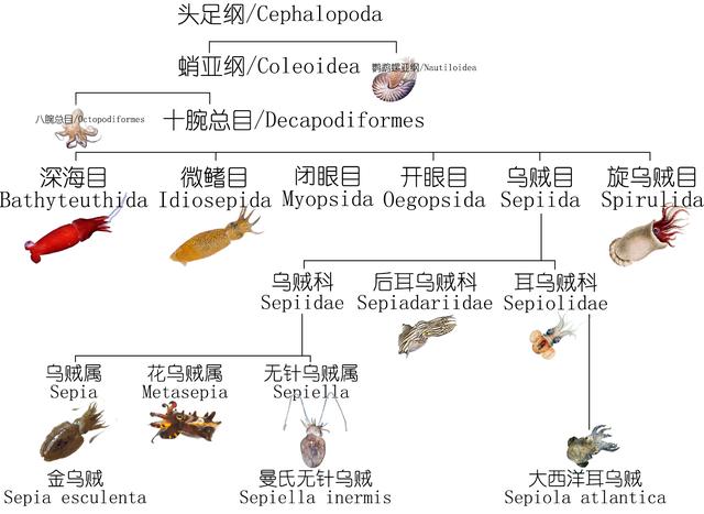 乌贼、墨鱼、鱿鱼、章鱼都有什么不同