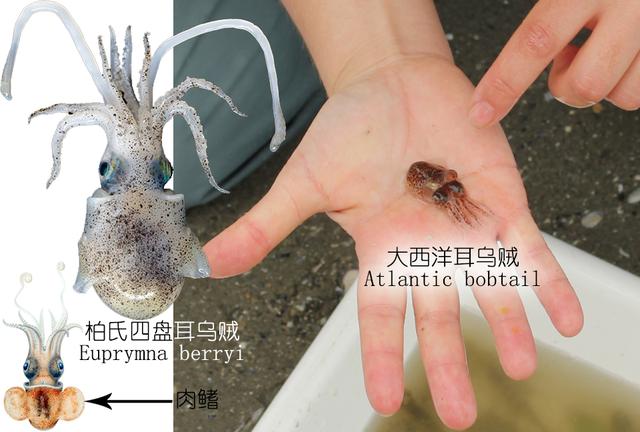 乌贼、墨鱼、鱿鱼、章鱼都有什么不同