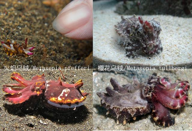 乌贼、墨鱼、鱿鱼、章鱼都有什么不同