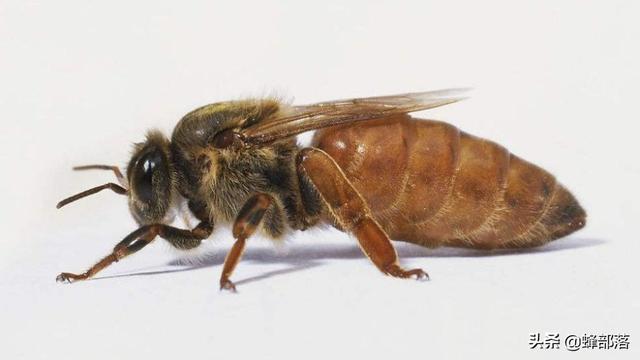 昆虫也伟大，蜂王即将死亡时干的3件事，件件悲凉