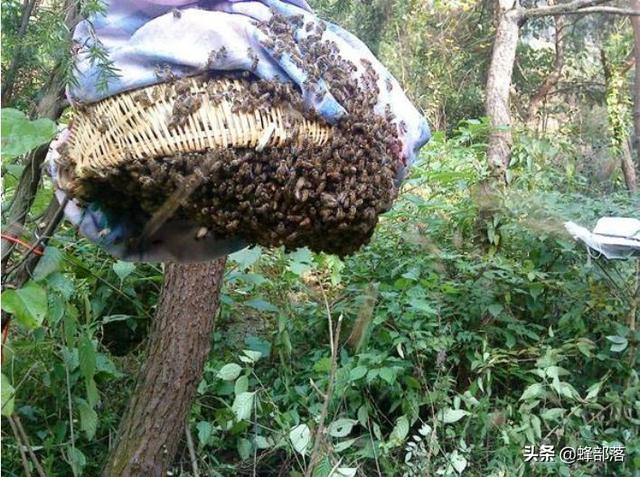 昆虫也伟大，蜂王即将死亡时干的3件事，件件悲凉