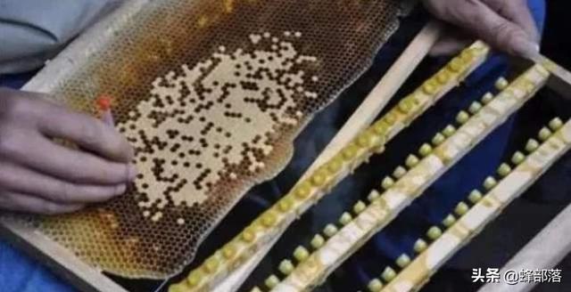 昆虫也伟大，蜂王即将死亡时干的3件事，件件悲凉