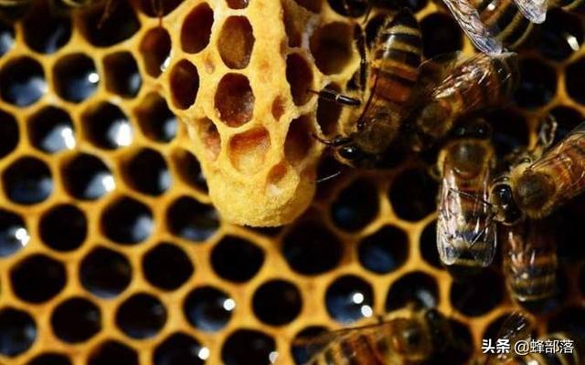 昆虫也伟大，蜂王即将死亡时干的3件事，件件悲凉
