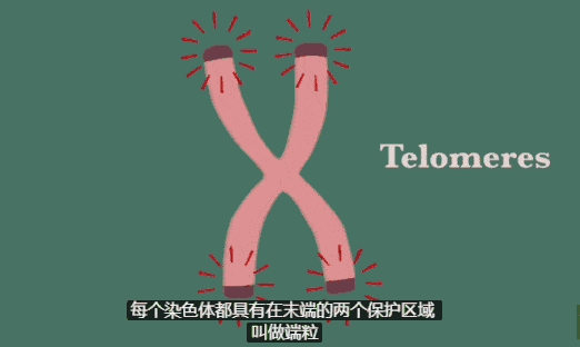 永生的海拉：拥有不死细胞的女人，繁衍细胞质量等同10座帝国大厦