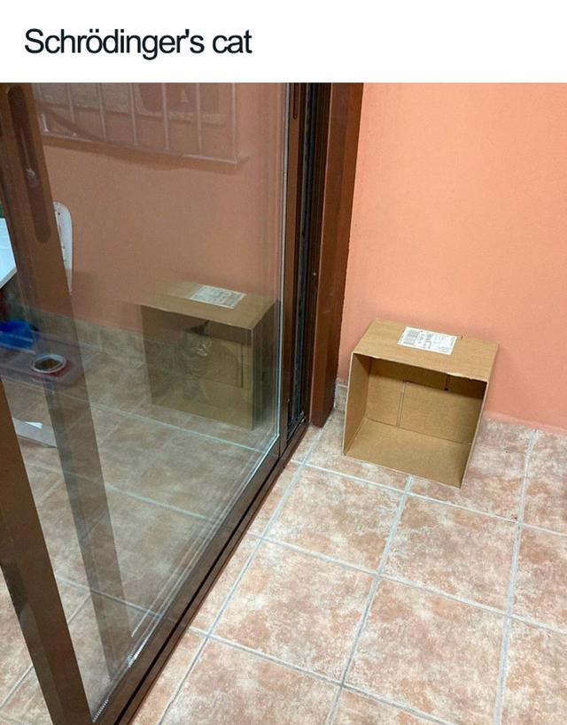 40幅图证明猫猫拥有超能力！不受物理定律规限