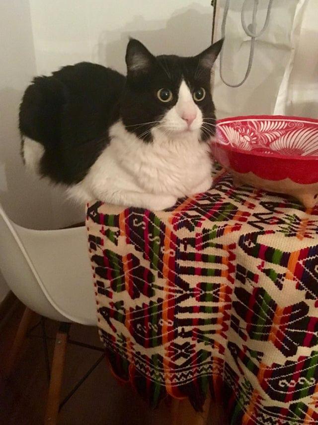 40幅图证明猫猫拥有超能力！不受物理定律规限