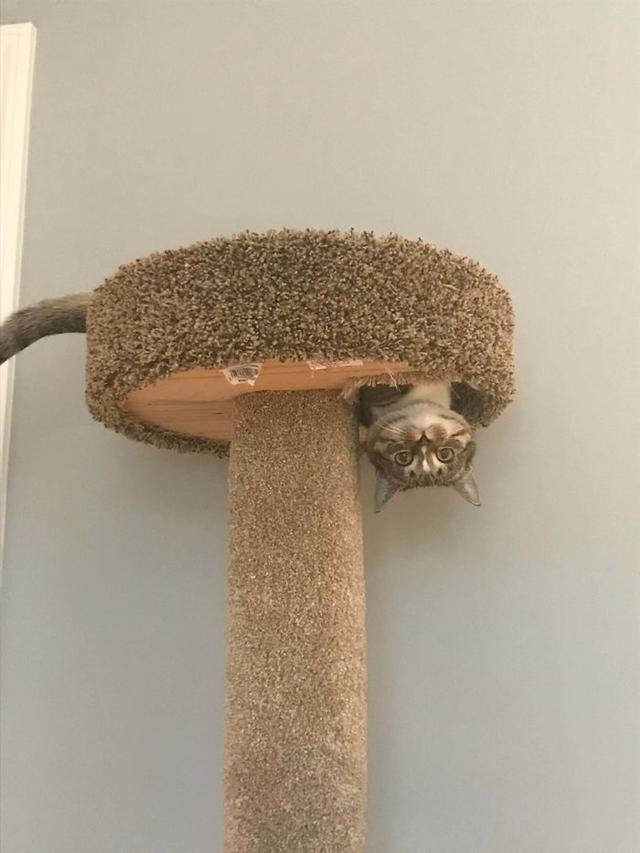 40幅图证明猫猫拥有超能力！不受物理定律规限