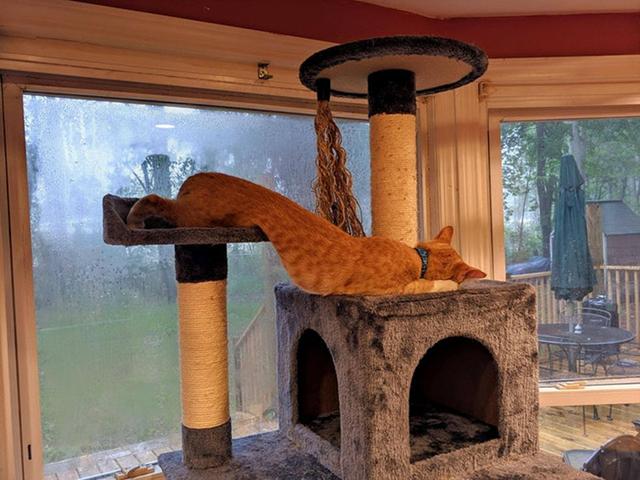 40幅图证明猫猫拥有超能力！不受物理定律规限