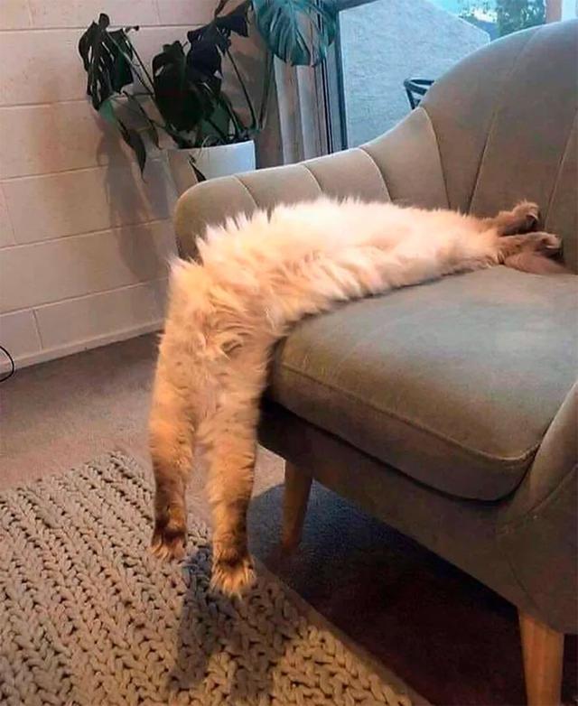 40幅图证明猫猫拥有超能力！不受物理定律规限