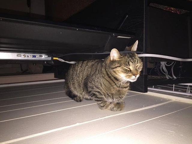 40幅图证明猫猫拥有超能力！不受物理定律规限