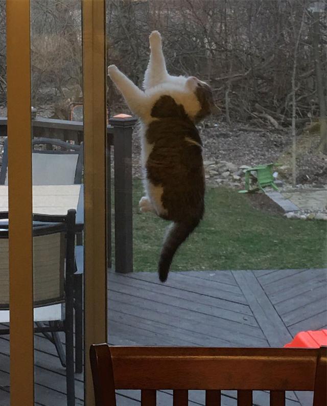 40幅图证明猫猫拥有超能力！不受物理定律规限