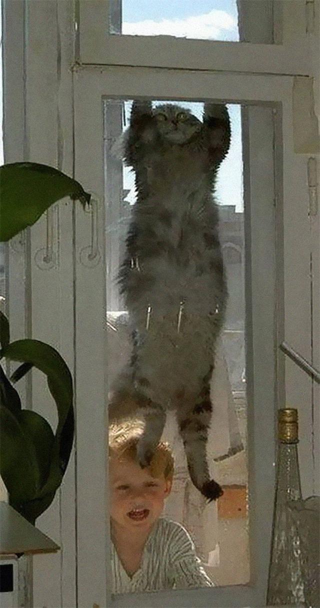 40幅图证明猫猫拥有超能力！不受物理定律规限