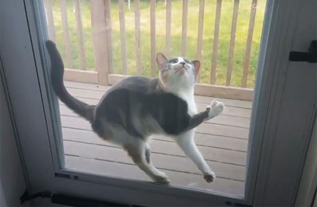 40幅图证明猫猫拥有超能力！不受物理定律规限