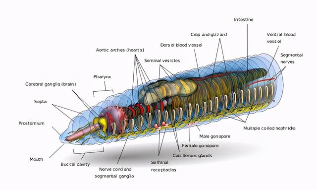 被科学家切成279块的神秘生物，拥有超强再生能力，是有多神奇？