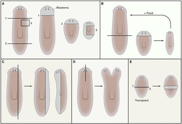 被科学家切成279块的神秘生物，拥有超强再生能力，是有多神奇？