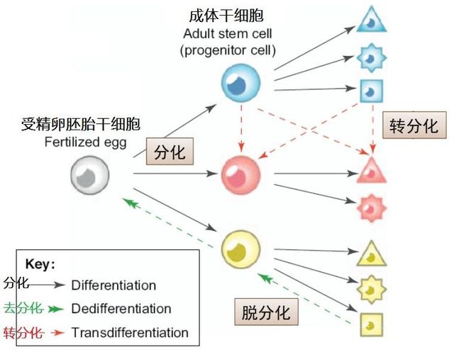 被科学家切成279块的神秘生物，拥有超强再生能力，是有多神奇？