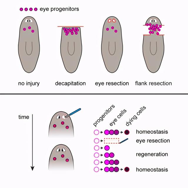 被科学家切成279块的神秘生物，拥有超强再生能力，是有多神奇？