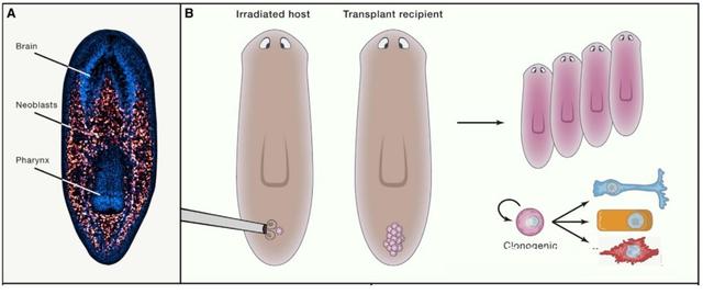被科学家切成279块的神秘生物，拥有超强再生能力，是有多神奇？