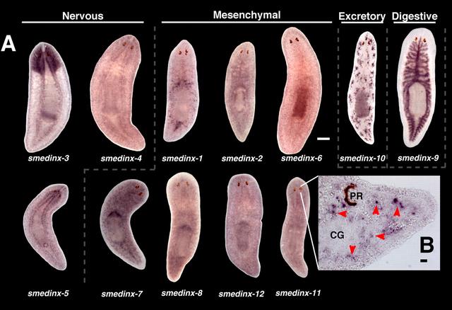 被科学家切成279块的神秘生物，拥有超强再生能力，是有多神奇？
