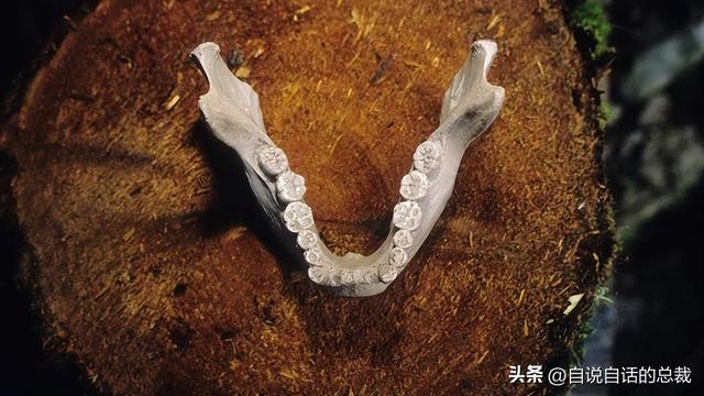 南极：地心人、血瀑布……随着今年科考深入南极却变得越来越神秘